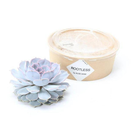 Sukkulente – Echeveria lilacina ROOTLESS – Ø12–14cm – Zimmerpflanze ohne Wurzeln – Pflegeleichte Schnitt-Sukkulente als Tischdeko & Geschenk