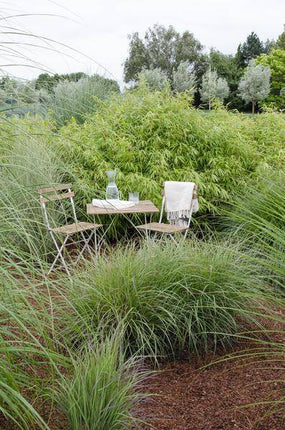 Schirmbambus Fargesia rufa – 8er-Set – ca. 40cm hoch Ø14cm – Immergrüner, horstbildender Bambus – Für Sichtschutz, Balkon & Garten