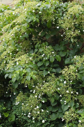 Kletter-Hortensie – Hydrangea petiolaris – Ø15cm – ca. 65cm hoch – Winterharte & pflegeleichte Kletterpflanze mit weißen Blüten – Für Fassade, Mauer & Pergola
