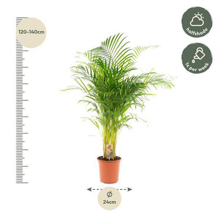 Areca-Palme – Betelpalme Dypsis lutescens – Ø24cm – 130cm Höhe – Luftreinigende Goldfruchtpalme – Tropische Zimmerpflanze für gesundes Raumklima
