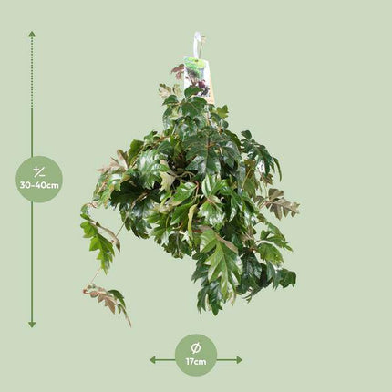 Zimmerrebe – Cissus Rhombifolia Ellen Danica – Ø17cm – ↕70cm – pflegeleichte Rankpflanze – dekorative Zimmerpflanze mit luftreinigenden Eigenschaften