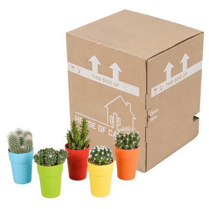 Kakteen Mix – 5 Pflanzen – Ø5,5cm Zimmerpflanzen im farbigen Kunststofftopf– Verschiedene Mini-Kakteen – Pflegeleichte Pflanzen für Fensterbank, Büro & Wohnzimmer