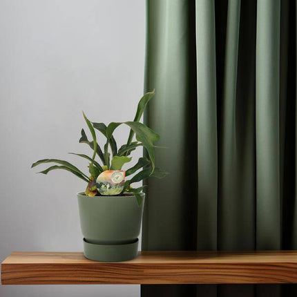 Geweihfarn – Platycerium bifurcatum – Zimmerpflanze – Ø12cm – ca. 35cm hoch – dekorative pflegeleichte Farnpflanze für Innenräume