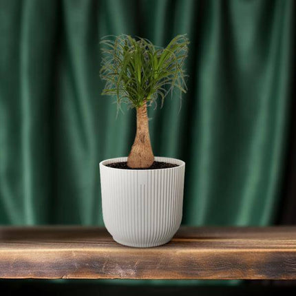 Elefantenfuß Beaucarnea Nolina – Ø19cm – ↕60cm – Pflegeleichte Zimmerpflanze mit luftreinigenden Eigenschaften – Exotische Grünpflanze für Wohnzimmer, Büro & Wintergarten