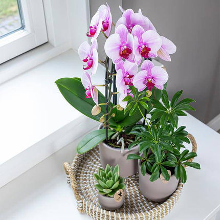 Rosa Phalaenopsis Orchidee – Niagara Fall – Ø12cm – Höhe 55–60cm – Blühende Zimmerpflanze mit großen rosa Blüten – Elegante Orchidee als Geschenk & Deko – Direkt aus der Gärtnerei