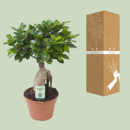 Chinesische Feige – Ficus Ginseng – Zimmerpflanze Ø17cm – Höhe ca. 40cm – Pflegeleichte Grünpflanze mit dekorativen Wurzeln für Wohnzimmer & Büro