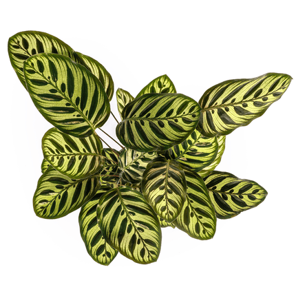 Calathea Makoyana Pfauen – Korbmaranthe – Zimmerpflanze Ø17cm – ca. 40-50cm hoch – Dekorative Blätter mit roter Unterseite