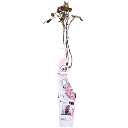 Rose Crazy in Love Pink – Rosa Kletterrose – Ø15cm – ↕65cm Höhe – Duftende Gartenrose mit langer Blütezeit – Für Terrasse, Balkon & Garten