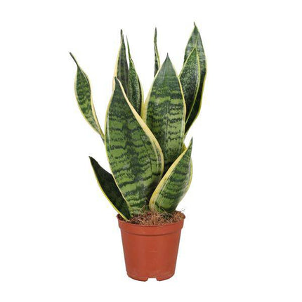 Bogenhanf Sansevieria trifasciata Futura Superba – Schwiegermutterzunge – Ø12cm – ↕40cm – pflegeleichte Zimmerpflanze mit gelb-grünem Laub – luftreinigend
