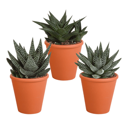 Sukkulenten Mix Gasteria & Haworthia – 3 Pflanzen – Ø8,5cm Zimmerpflanzen im Terrakotta-Topf – Verschiedene Mini-Sukkulenten – Pflegeleichte Pflanzen für Fensterbank, Büro & Wohnzimmer