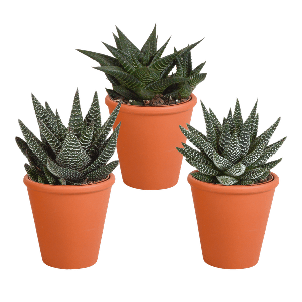 Sukkulenten Mix Gasteria & Haworthia – 3 Pflanzen – Ø8,5cm Zimmerpflanzen im Terrakotta-Topf – Verschiedene Mini-Sukkulenten – Pflegeleichte Pflanzen für Fensterbank, Büro & Wohnzimmer