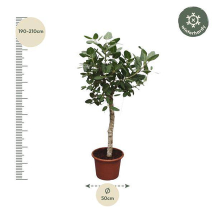 Banyan – Feige Ficus Benghalensis – 200cm hoch – Ø50cm – Exklusive Zimmerpflanze mit großen glänzenden Blättern – pflegeleicht – für Zimmer & Büro