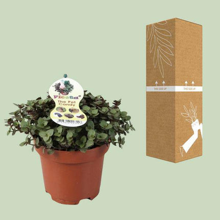 Kriechendes Schönpolster – Callisia Repens – Zollpflanze – Zimmerpflanze – Ø12cm – ca. 17cm hoch – pflegeleicht & dekorativ