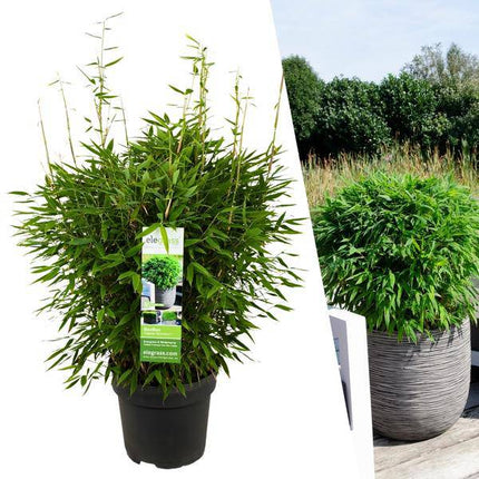 Fargesia murieliae Moontears Boobux – Bambus – immergrün & winterhart – nicht invasiv – Ø29cm – ↕70cm Höhe – ideal für Garten, Terrasse & Hecken
