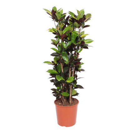 Wunderstrauch – Codiaeum Iceton Croton Iceton – Zimmerpflanze ca. 140cm Höhe – Ø27cm Topf – farbenfrohe Blattschmuckpflanze für Innenräume