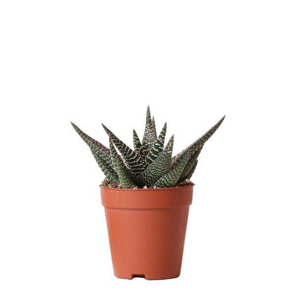 Sukkulente Haworthia Royal Highness – Grüne & Weiße Zimmerpflanze – Ø9cm – Pflegeleicht & Robust – Ideal für helle Standorte