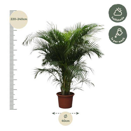 Goldfruchtpalme Dypsis Lutescens – Areca-Palme – 230cm hoch – Ø40cm – Große tropische Zimmerpflanze mit federartigen Blättern – Pflegeleicht & dekorativ – Für Wohnzimmer, Büro & Innenräume