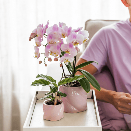 Calathea – Korbmarante – Zimmerpflanze Ø6cm – Luftreinigende tropische Blattschmuckpflanze mit auffälligem Blattmuster