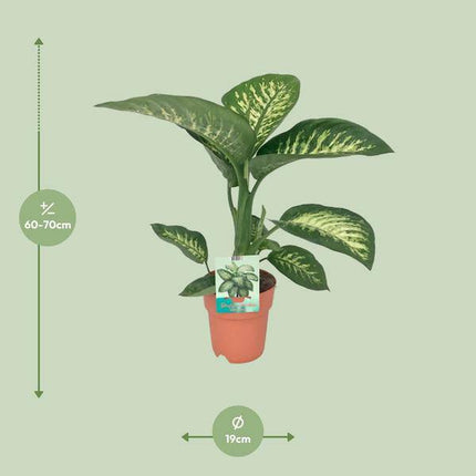 Dieffenbachia seguine Tropic Snow – Zimmerpflanze – Ø19cm – ↕70cm – immergrüne Blattschmuckpflanze mit gemusterten Blättern – pflegeleicht & luftreinigend
