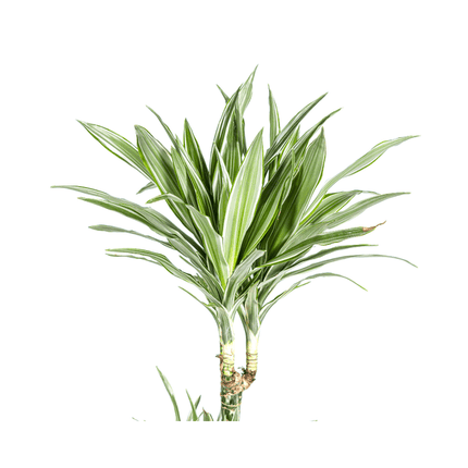 Drachenbaum Dracaena Deremensis White Stripe – Zimmerpflanze – Ø27 cm – Höhe 180 cm – Elegante Blattzeichnung & pflegeleicht