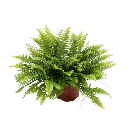 Nephrolepis Boston Green – Bostonfarn – Zimmerpflanze – Ø12cm – ↕20cm – Luftreinigende Hängepflanze für Innenräume – Pflegeleichter Farn für Wohnzimmer, Schlafzimmer & Büro