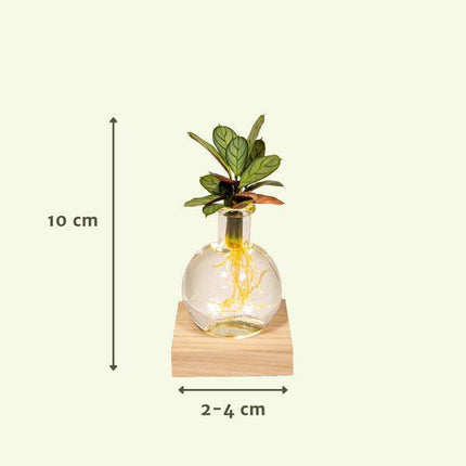 Calathea Hydroponie-Mischung im Samoa Glas mit LED Beleuchtung – Ø12cm – 10cm hoch – pflegeleichte Zimmerpflanze ohne Erde – dekoratives grünes Laub