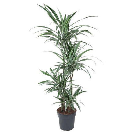 Drachenbaum – Dracaena Warneckei 150cm – Ø24cm – Zimmerpflanze mit weiß-grün gestreiften Blättern – Pflegeleichte Grünpflanze für Wohnzimmer, Büro & Wintergarten