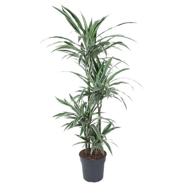 Drachenbaum – Dracaena Warneckei 150cm – Ø24cm – Zimmerpflanze mit weiß-grün gestreiften Blättern – Pflegeleichte Grünpflanze für Wohnzimmer, Büro & Wintergarten