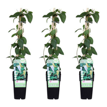 Gelbbunte Geißschlinge – Lonicera japonica ‘Halliana’ – 3 Pflanzen – Ø15cm x ↕65cm – Stark duftende Kletterpflanze mit gelb – weißen Blüten