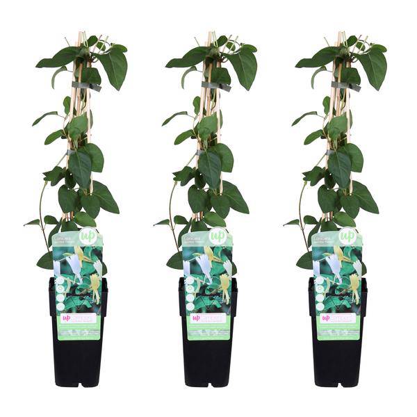 Gelbbunte Geißschlinge – Lonicera japonica ‘Halliana’ – 3 Pflanzen – Ø15cm x ↕65cm – Stark duftende Kletterpflanze mit gelb – weißen Blüten