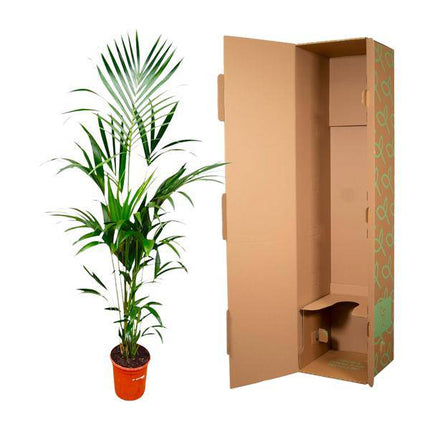 Kentia-Palme – Howea forsteriana – 180 cm hoch – Ø24 cm – Elegante Zimmerpalme – Luftreinigend & pflegeleicht – Für Wohnzimmer, Büro & Wintergarten