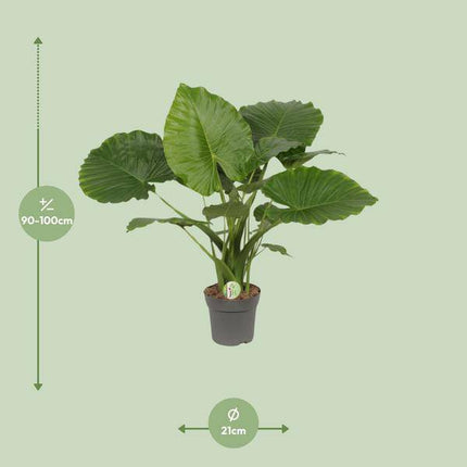 Elefantenohr – Alocasia gageana 'California' – tropische Zimmerpflanze – Ø21cm – ↕80cm – exotische Großpflanze mit dekorativen Blättern