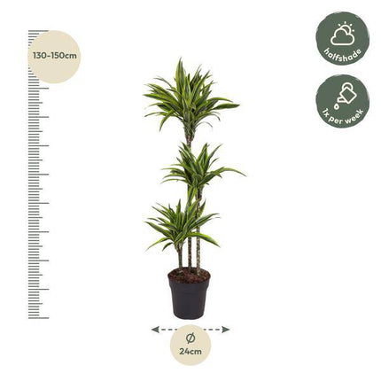 Drachenbaum Zimmerpflanze Ø24cm ↕140cm – pflegeleichte Grünpflanze für Wohnzimmer, Büro & helle Standorte kaufen