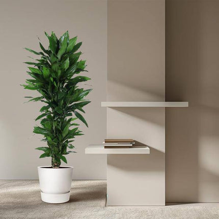 Drachenbaum – Dracaena Janet Lind 130cm – Ø31cm – Zimmerpflanze mit breiten dunkelgrünen Blättern – Pflegeleichte robuste Grünpflanze für Wohnzimmer, Büro & Wintergarten