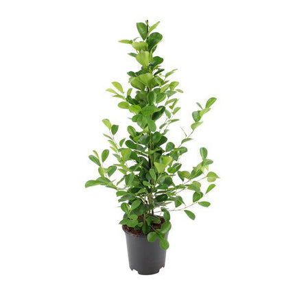 Chinesische Feige – Ficus microcarpa Moclame – ca. 95–105cm hoch – Ø21cm – Zimmerpflanze – Pflegeleichte & luftreinigende Grünpflanze für Wohnzimmer & Büro