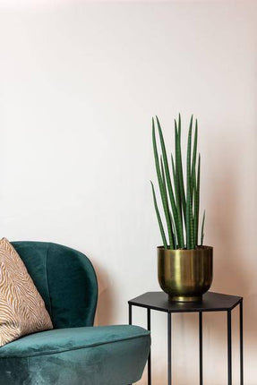 Kunstpflanze Sansevieria Cylindrica – Frauenzunge 70cm – Täuschend echt & pflegefrei – Dekorative Kunst-Zimmerpflanze für Wohnung & Büro – Nachhaltig & langlebig