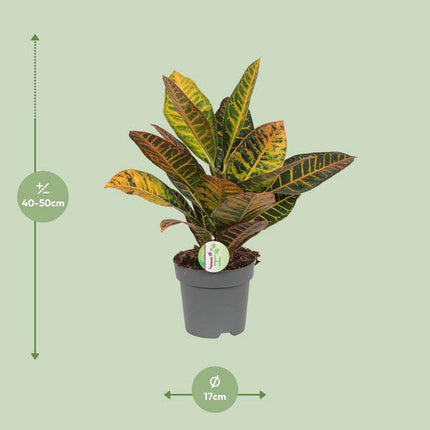 Wunderstrauch Codiaeum 'Petra' – Croton – Ø17cm x H45cm – Bunt gemusterte Zimmerpflanze – Tropisches Laub in Rot, Gelb & Grün – Für Halbschatten – Pflegeleicht