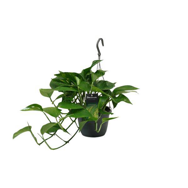 Efeutute Scindapsus Epipremnum – Ø15cm – ↕45cm – Pflegeleichte Rankpflanze & luftreinigende Zimmerpflanze – Grünpflanze mit herzförmigen Blättern für Wohnzimmer & Büro