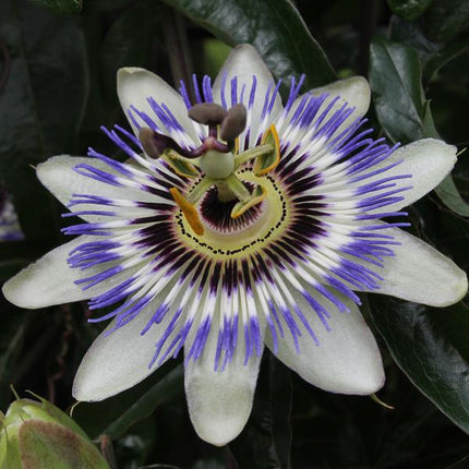 Passionsblume Blau – Passiflora caerulea – Ø15cm – ca. 65cm hoch – Winterharte Kletterpflanze mit exotischen Blüten – Für Pergola, Zaun & Rankgitter