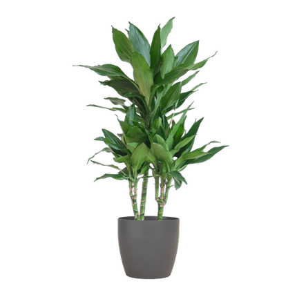Dracaena Janet Lind 95cm – Drachenbaum Zimmerpflanze Ø21cm – pflegeleichte grüne Pflanze mit Viber Topf Grau – luftreinigende Pflanze für Wohnzimmer & Büro