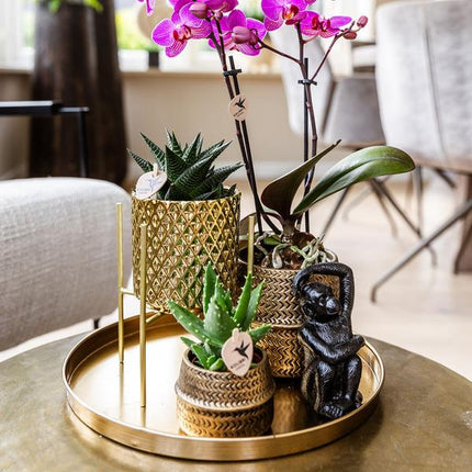 Pflanzenset Hotel Chic – Flieder – Phalaenopsis Orchidee & Sukkulenten – Inklusive Diamond- & Groove-Keramiktöpfe – Mit Monkey Long Tail & goldenem Tablett – Elegantes Zimmerpflanzen-Set