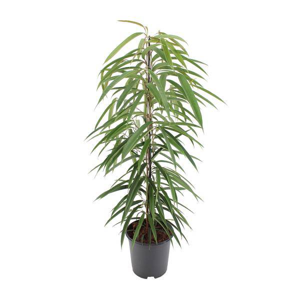 Schmalblättrige Birkenfeige – Ficus binnendijkii Alii – Ø21cm – Höhe ca. 80cm – Elegante Zimmerpflanze mit glänzenden Blättern – Pflegeleicht & dekorativ für Zuhause & Büro