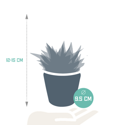 Sukkulenten Mix Gasteria & Haworthia – 3 Pflanzen – Ø8,5cm Zimmerpflanzen im Terrakotta-Topf – Verschiedene Mini-Sukkulenten – Pflegeleichte Pflanzen für Fensterbank, Büro & Wohnzimmer