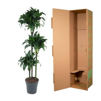 Drachenbaum – Dracaena Tatuade 140cm – Ø24cm – Zimmerpflanze mit grün-weißen Blättern – Pflegeleichte Grünpflanze für Wohnzimmer, Büro & Wintergarten