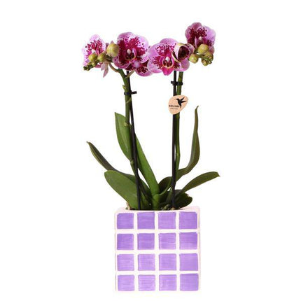 Phalaenopsis Orchidee El Salvador Lila gesprenkelt – inkl. Mosa Ziertopf Lila Ø9cm – Zimmerpflanze mit 2–3 Blütenstielen