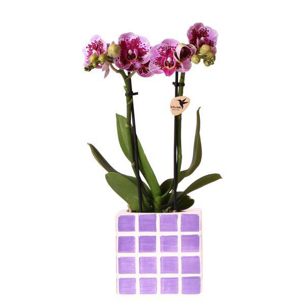 Phalaenopsis Orchidee El Salvador Lila gesprenkelt – inkl. Mosa Ziertopf Lila Ø9cm – Zimmerpflanze mit 2–3 Blütenstielen