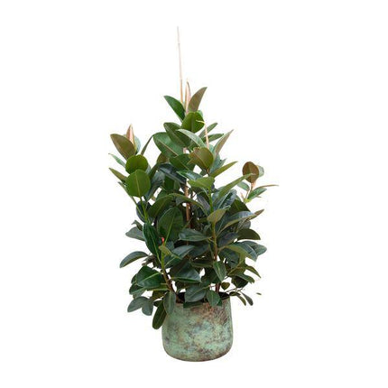 Gummibaum – Ficus Robusta – Zimmerpflanze 150cm – Ø38cm – XXL – Pflanze mit großen dunkelgrünen Blättern – Kübelpflanze für Wohnzimmer & Büro