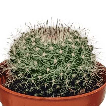 Sukkulenten & Kakteen Mix 10 Pflanzen Ø5,5cm – pflegeleichtes Pflanzen Set für Urban Jungle, Fensterbank, Wohnzimmer & Büro