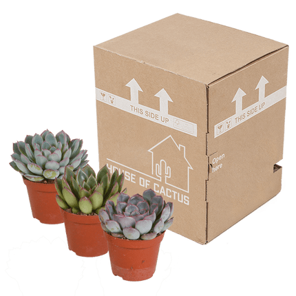 Steinrose Echeveria Mix – 3 Pflanzen Ø8,5cm – Farbenfrohe Sukkulenten – Zimmerpflanzen – Pflegeleicht & dekorativ – Direkt vom Erzeuger