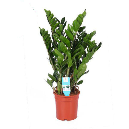 Glücksfeder – Zamioculcas Zamiifolia – Zimmerpflanze – Ø21cm – ↕95cm – Pflegeleichte Grünpflanze für Zuhause & Büro